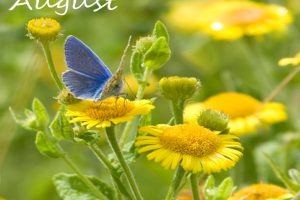 Month of August Flower Name