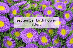 Month of September Flower Name
